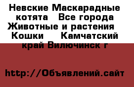 Невские Маскарадные котята - Все города Животные и растения » Кошки   . Камчатский край,Вилючинск г.